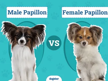 Male vs Female Papillon: What’s the Difference (With Pictures)