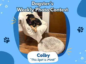 Dogster’s Weekly Photo Contest Winners: This Spot is Mine! (February 26, 2026)