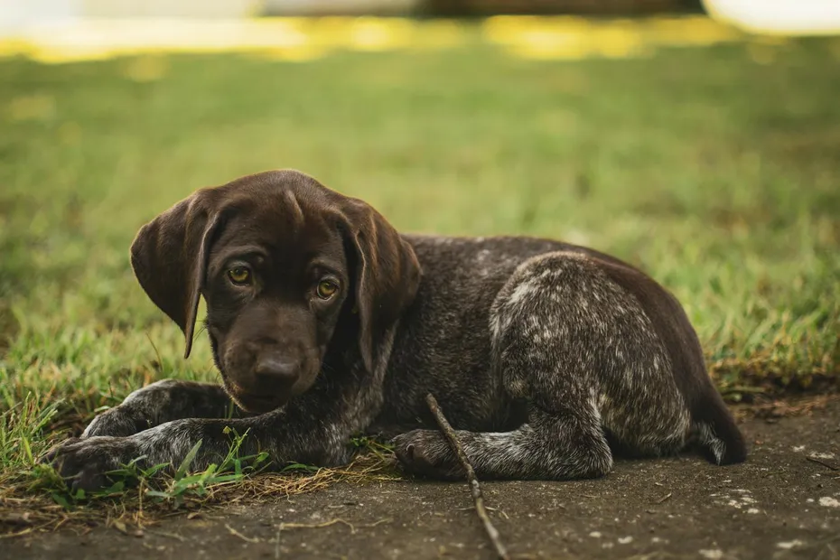 Pointer Puppy with Sad Eyes