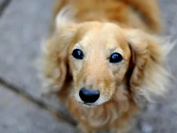 Cream Long-Haired Dachshund: Info, Pictures, Origin & History