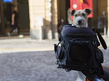 How to Take a Dog on a Motorcycle: 8 Vet-Reviewed Safety Tips for Riding With Your Pup
