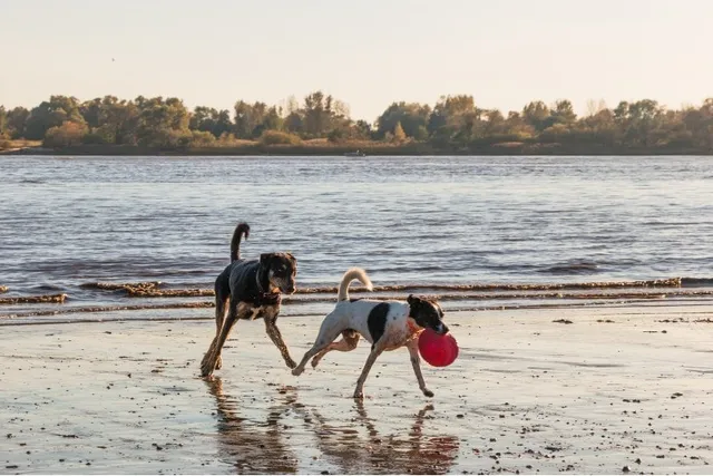 Top 13 Dog-Friendly Beaches in Manitoba to Visit in 2026