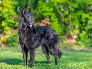 Belgian Shepherd Groenendael: Breed Info, Pictures, Facts & Traits