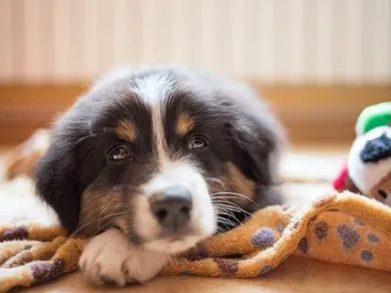 10 Best Calming Aids for Dogs in 2026 - Reviews & Top Picks