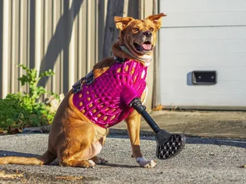 Prosthetic Legs for Dogs: History, Types, FAQ & More Vet-Approved Info