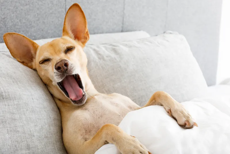 dog in bed resting and yawning