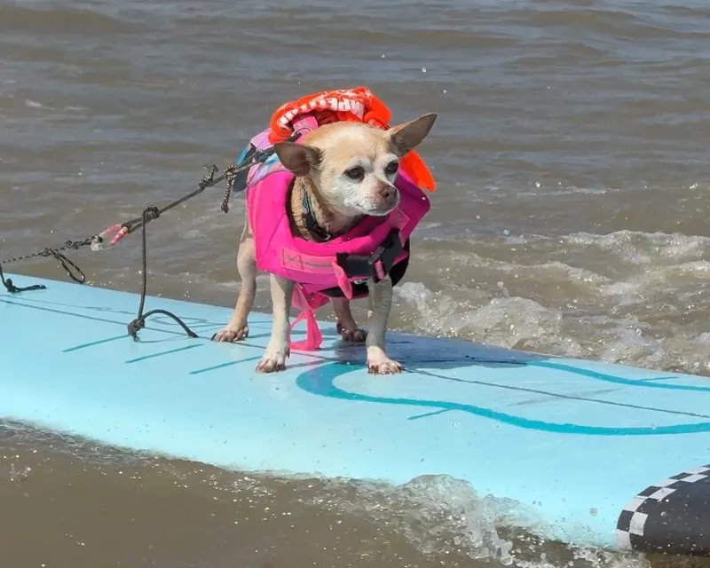 Poopie Johnson surfing his way to Kahuna Top Dog