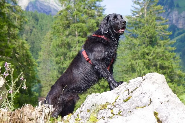 What Is the Flat-Coated Retriever Society of America? 2026 Facts