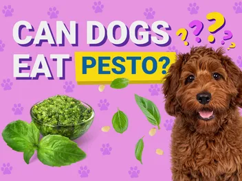 Can Dogs Eat Pesto? Vet Approved Facts & Safety