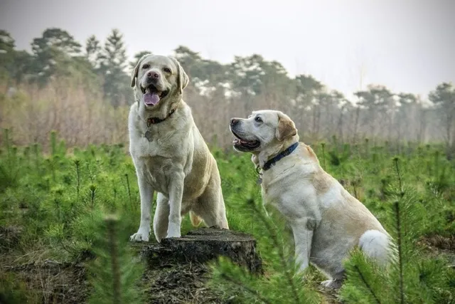 Behavioral Changes During Proestrus and Estrus in Dogs: Vet-Approved Facts
