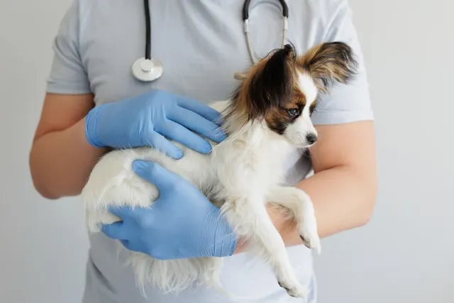 How Long Will It Take for Dog Stitches to Dissolve? Vet-Verified Facts & FAQ