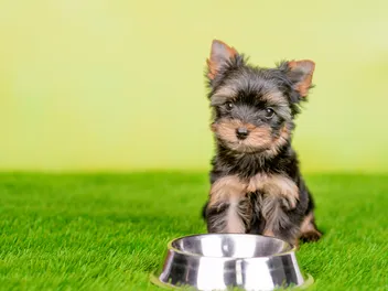 8 Best Foods for Yorkie Puppies In 2026 - Reviews & Top Picks