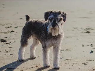 How Much Does It Cost to Own a Miniature Schnauzer? 2026 Price Guide