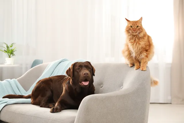 Can Cats Be Allergic to Dogs? Vet-Explained Info & How to Help