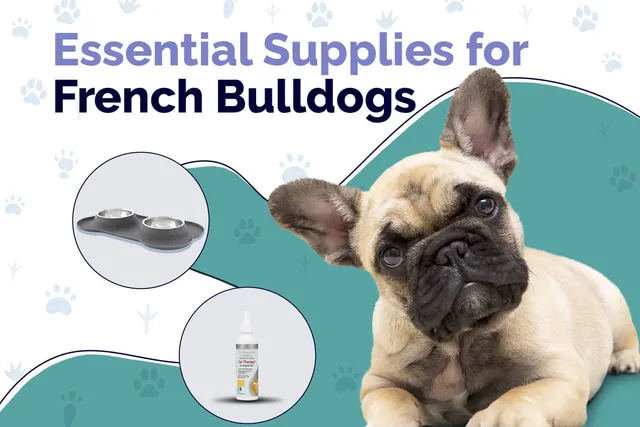 10 Essential French Bulldog Accessories & Supplies: 2026 Vet-Reviewed Guide