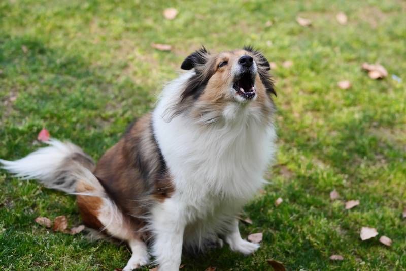 Shetland sheepdog sitting on grass field and barking with mouth open