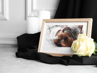 National Pet Memorial Day: When Is It & What to Do