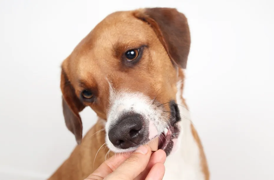 dog eating chewable medicine