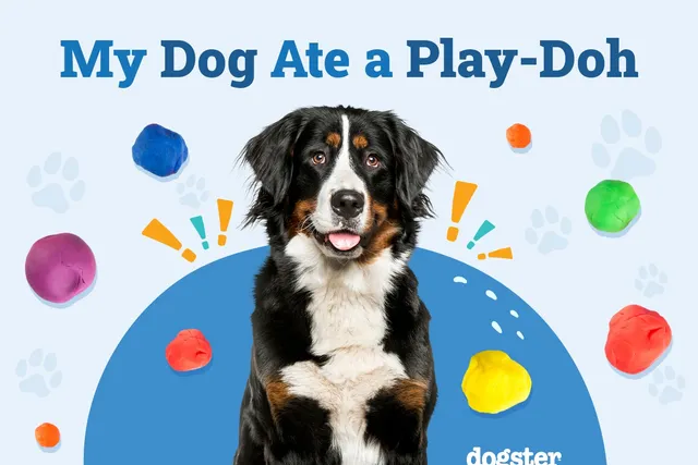 My Dog Ate Play-Doh: Should I Be Worried? (Vet Answer)