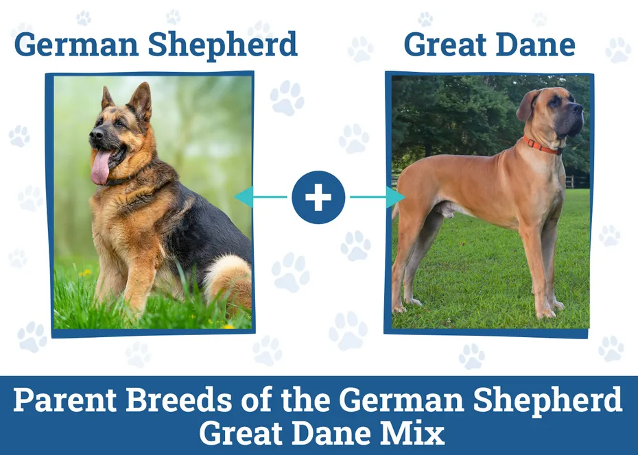Parent Breeds of the German Shepherd Great Dane Mix