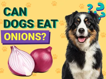 Can Dogs Eat Onions? Vet-Verified Toxicity & Safety Tips