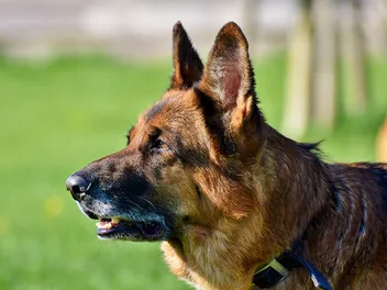 Do German Shepherds Bark a Lot? How Much & How to Stop It