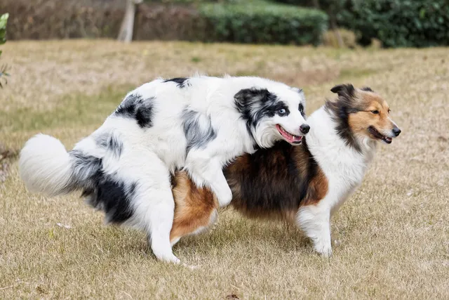 Why Do Male Dogs Hump Other Male Dogs? Vet Reviewed Causes