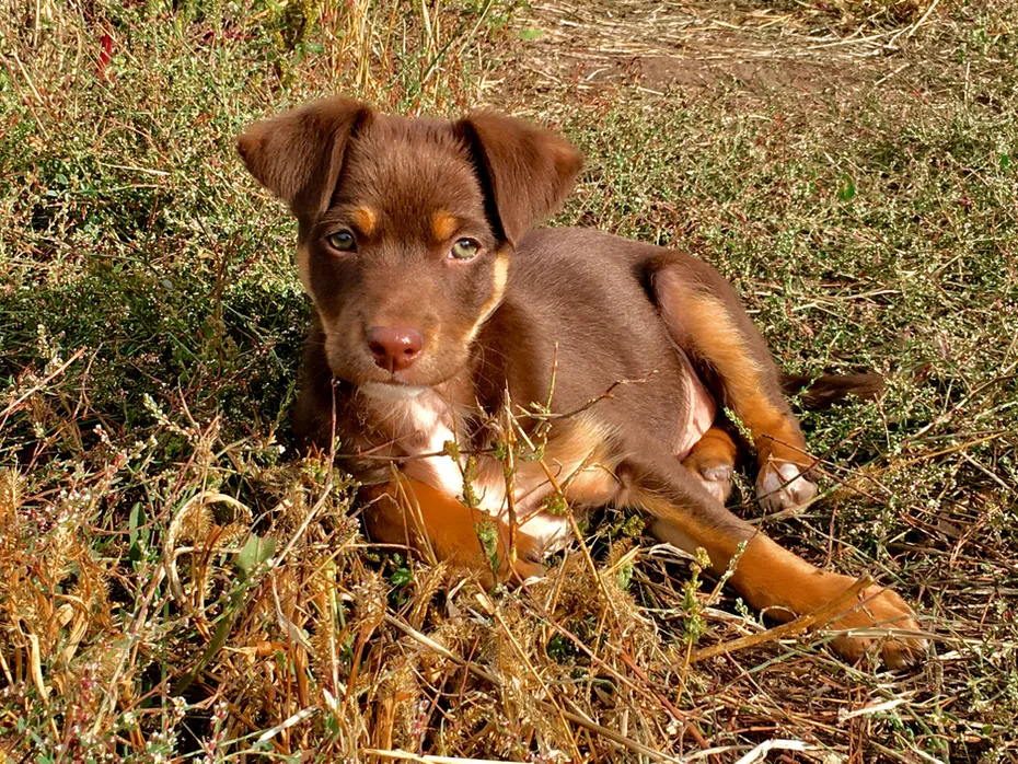 Australian Kelpie puppy lying on the grass