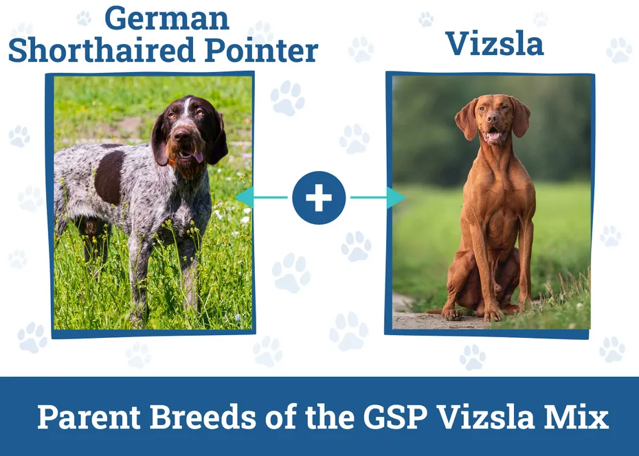 Parent Breeds of the GSP Vizsla Mix