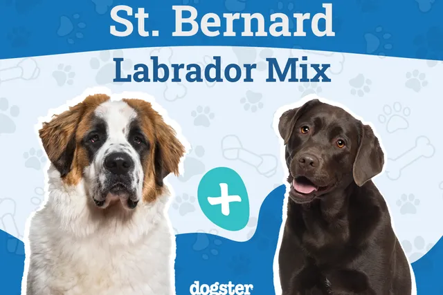 Labernard (St. Bernard Lab Mixed Dog Breed) Info, Pictures, Care & More