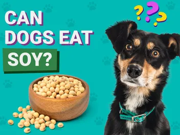 Can Dogs Eat Soy? Vet-Reviewed Nutrition Facts & Info