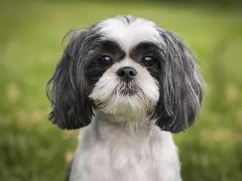Black and White Shih Tzu: Info, Pictures, Origins & History