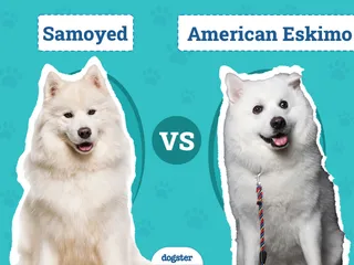 Samoyed vs American Eskimo: The Differences (With Info & Pictures)