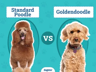 Standard Poodle vs Goldendoodle: The Differences (With Pictures)
