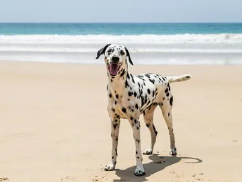 How Big Do Dalmatians Get? Average Size & Growth Chart