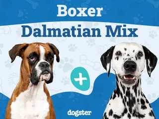 Boxmatian (Boxer & Dalmatian Mix): Info, Pictures, Care & More