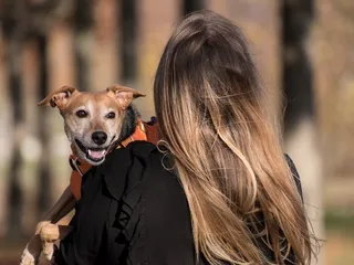 Why Does My Dog Eat My Hair? 10 Possible Reasons (Vet-Reviewed)