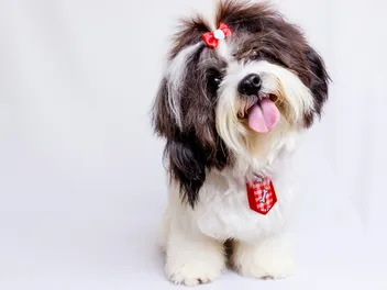 16 Longest Living Dog Breeds With Facts & Pictures