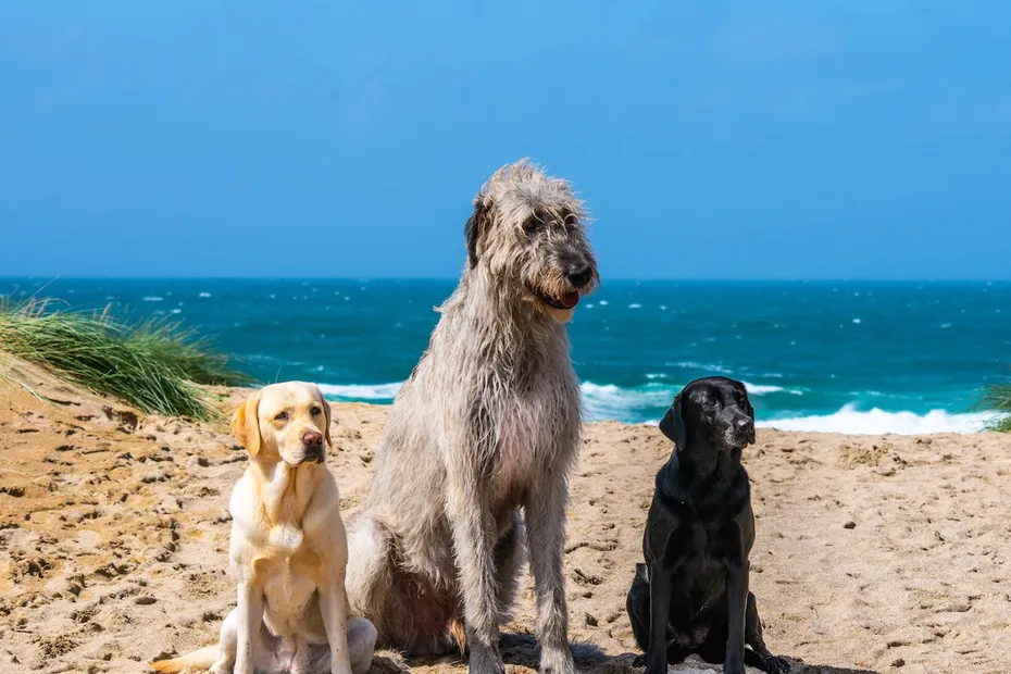 Bailey and Poppy with our dear, departed Remus