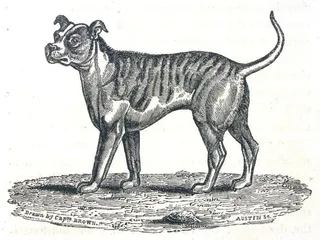 30 Extinct Dog Breeds: Canines That No Longer Exist (With Photos & Illustrations)