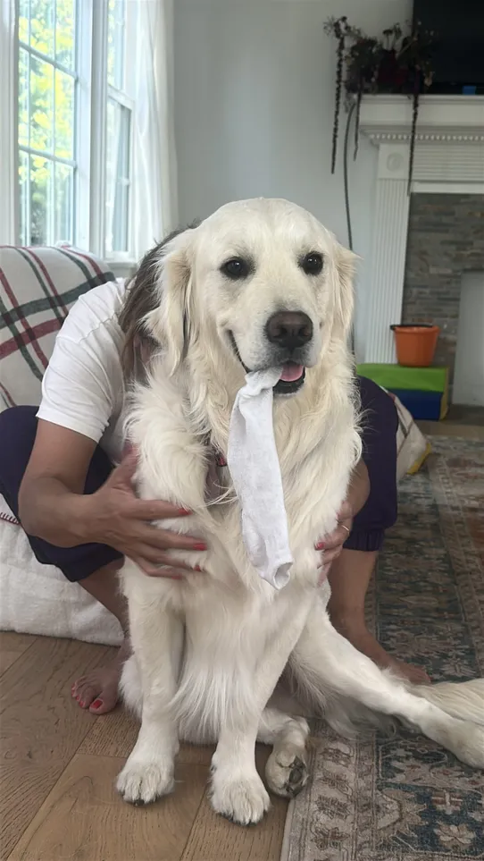 Meet Chilaquil The Golden Retriever Making the Internet Smile 2