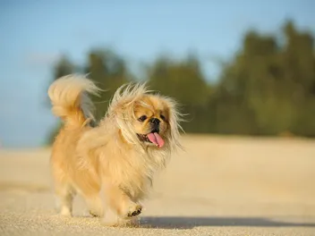 Pekingese Dog Breed: Info, Pictures, Facts, Traits & Care