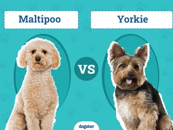 Maltipoo vs. Yorkie - How Do They Compare? (With Pictures)