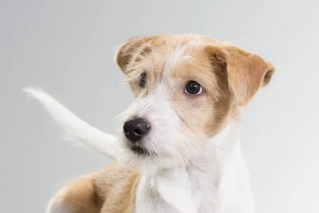 How to Communicate with a Deaf Dog: 6 Vet-Approved Tips