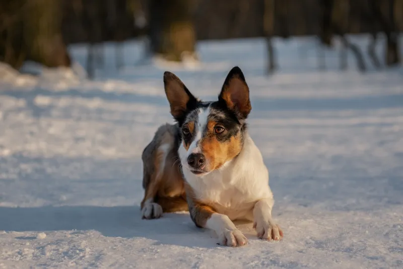 Blue merle short-haired Border Collie laying in snowy forest