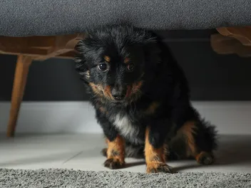 Stress in Dogs: Vet-Reviewed Causes, Signs & How to Help