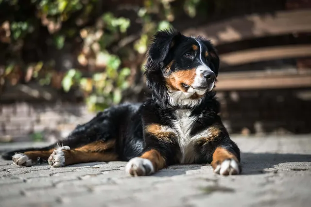 Bernese Mountain Dog Breed: Info, Pictures, Care & Traits