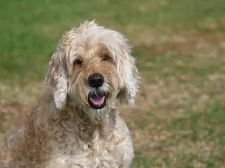 Afghan Chon (Bichon Frise & Afghan Hound Mix): Info, Pictures, Care & More