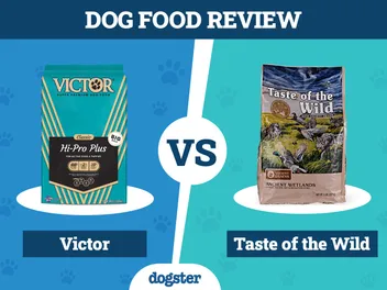 Victor vs Taste of the Wild Dog Food: 2026 Comparison, Pros & Cons