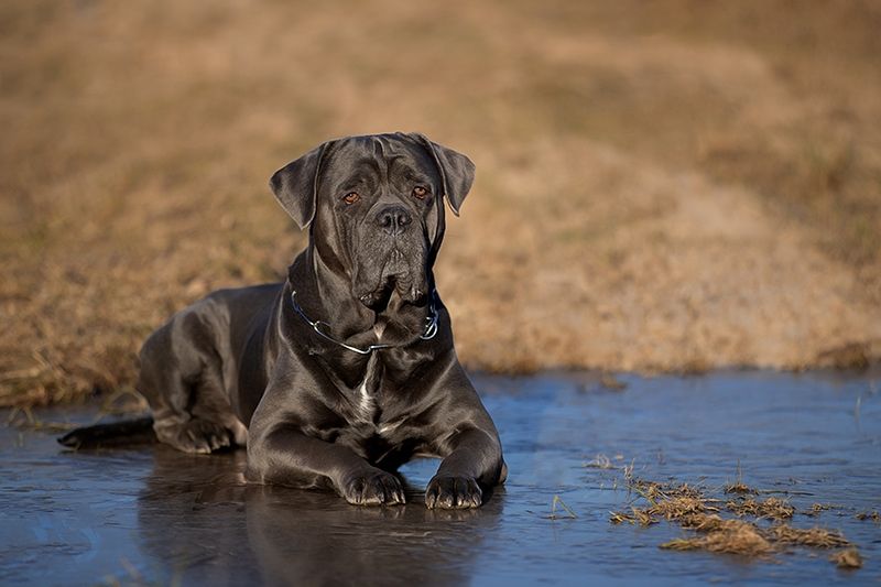 cane corso in a frozen puddle